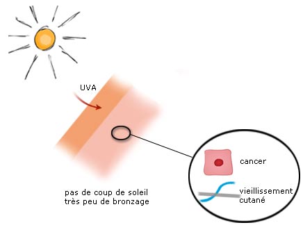 Effets des UV A