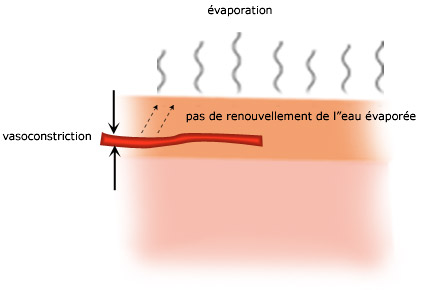 Vasoconstriction : Le froid provoque une dilatation des vaisseaux profonds et une contraction des vaisseaux superficiels.