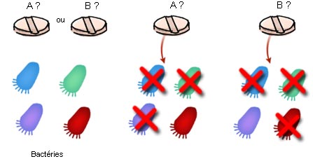 antibiothérapie