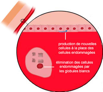 Atteinte des capillaires sanguins