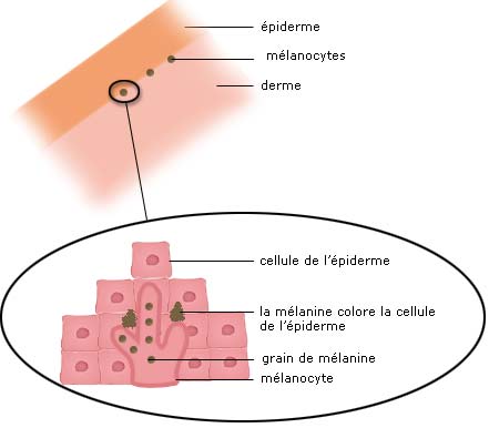 mécanisme bronzage