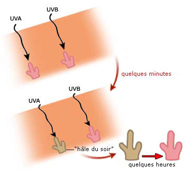 Le rôle des rayons UV