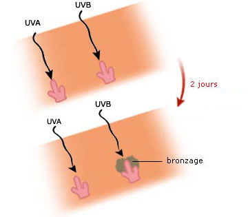 Le rôle des rayons UV B