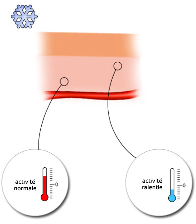 Les cellules exposées au froid ont une activité ralentie