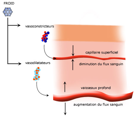 Vasoconstriction : Le froid provoque une dilatation des vaisseaux profonds et une contraction des vaisseaux superficiels.